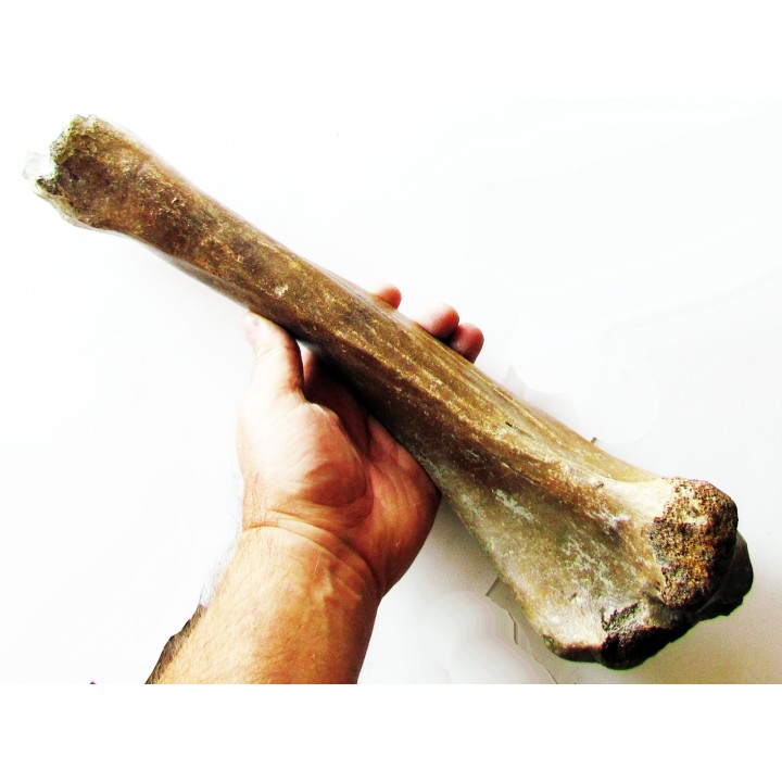 tibia de Bison priscus