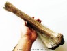 tibia de Bison priscus