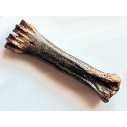metatarsal de Bison priscus (1)