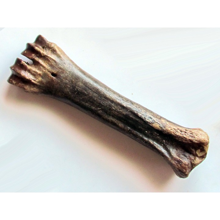 metatarsal de Bison priscus (1)