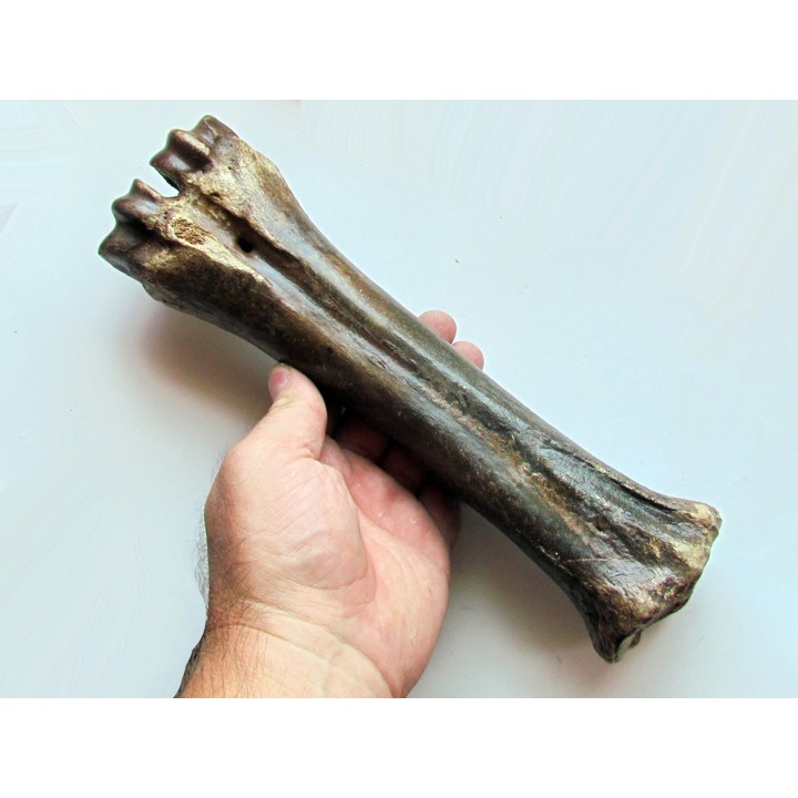 metatarsal  Bison priscus (1)