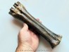 metatarsal  Bison priscus (1)