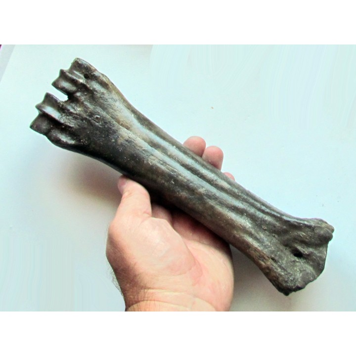 metatarsal de Bison priscus (2)
