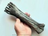 metatarsal de Bison priscus (2)