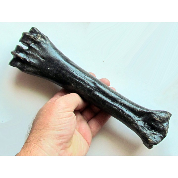 metatarsal  Bison priscus (3)