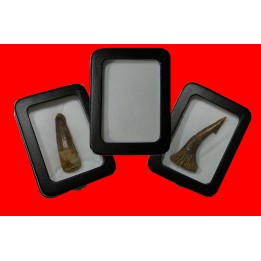 BOITE pour presentation de petits fossiles ou archeo