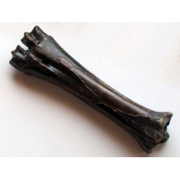 metatarsal de Bison priscus (4)