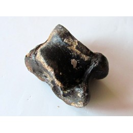 astragale de Bison priscus (1)
