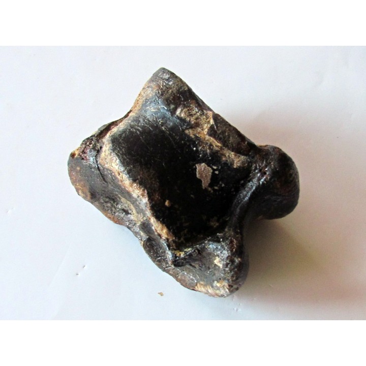 talus (ankle bone)  Bison priscus (1)