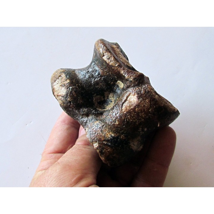 astragale de Bison priscus (1)