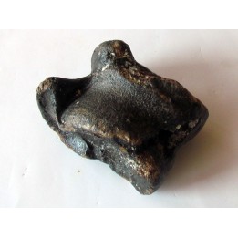 astragale de Bison priscus (2)