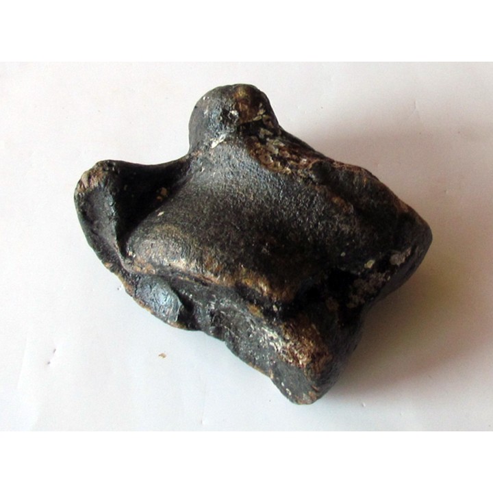 astragale de Bison priscus (2)