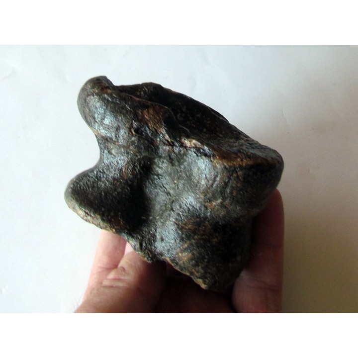 talus (ankle bone)  Bison priscus (2)