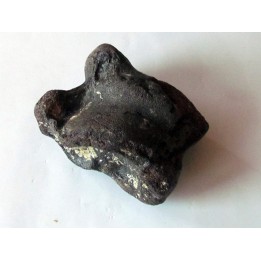 talus (ankle bone)  Bison priscus (3)