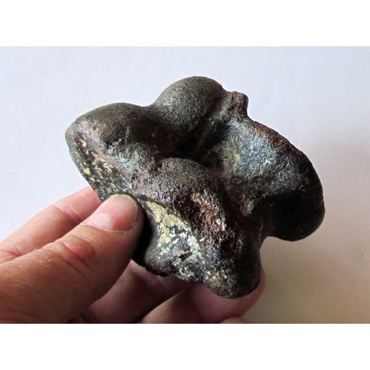 astragale de Bison priscus (3)