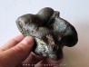 talus (ankle bone)  Bison priscus (3)