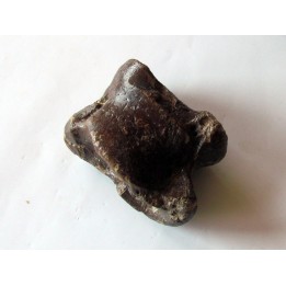 talus (ankle bone)  Bison priscus (4)