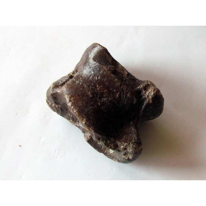 talus (ankle bone)  Bison priscus (4)
