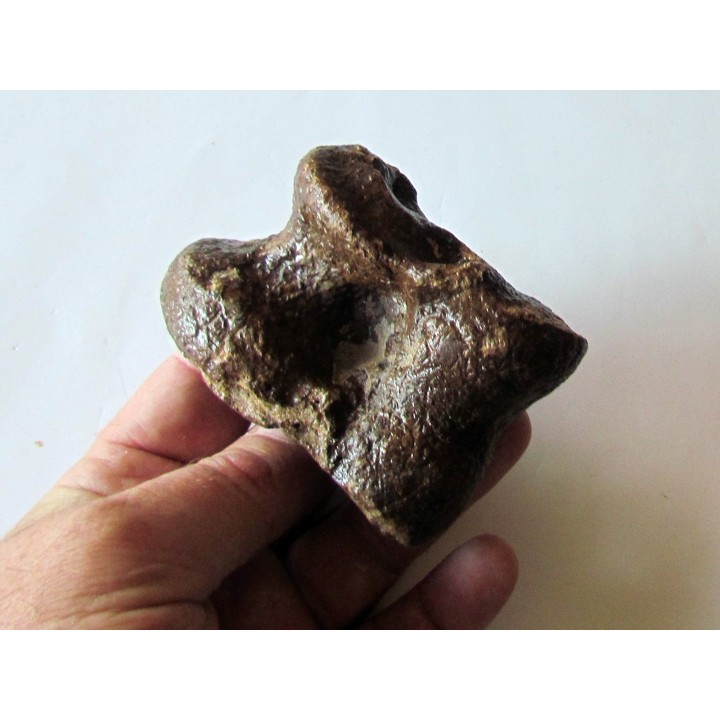 astragale de Bison priscus (4)