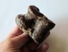 talus (ankle bone)  Bison priscus (4)