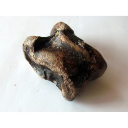 talus (ankle bone)  Bison priscus (5)