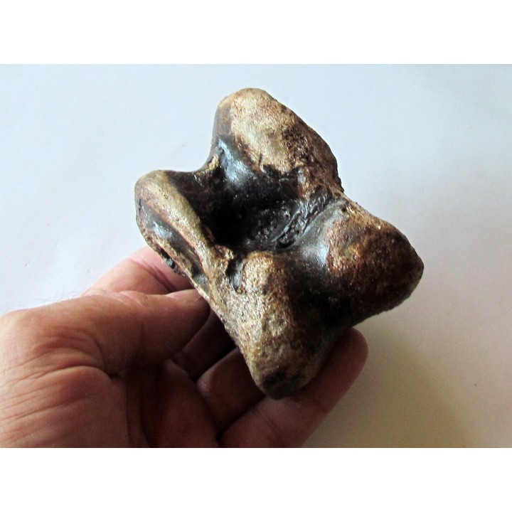 astragale de Bison priscus (5)
