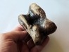 talus (ankle bone)  Bison priscus (5)