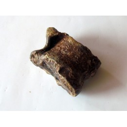 talus (ankle bone)  Bison priscus (6)