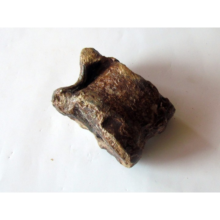astragale de Bison priscus (6)