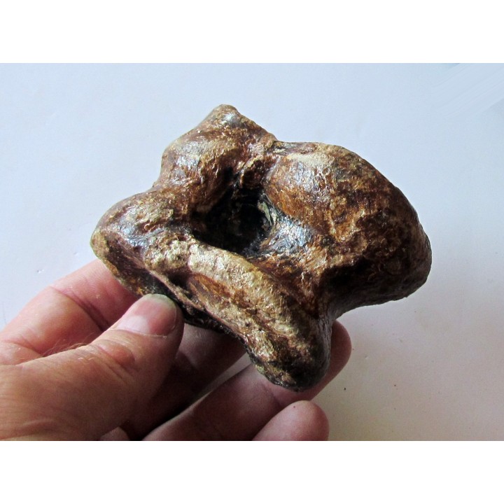 talus (ankle bone)  Bison priscus (6)