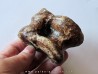 astragale de Bison priscus (6)