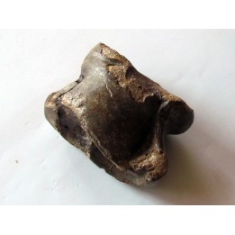 talus (ankle bone)  Bison priscus (7)