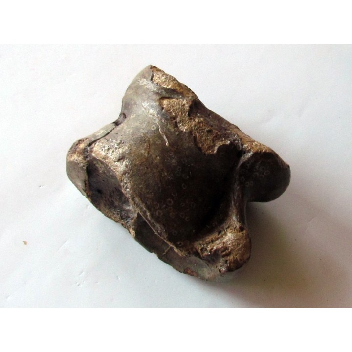 talus (ankle bone)  Bison priscus (7)