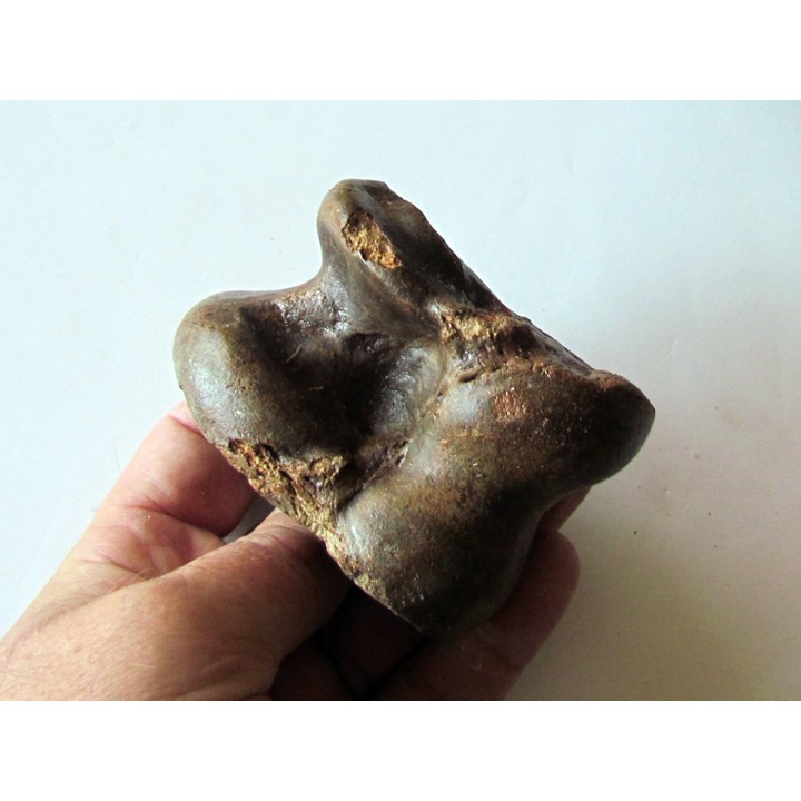 astragale de Bison priscus (7)