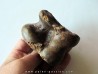 talus (ankle bone)  Bison priscus (7)