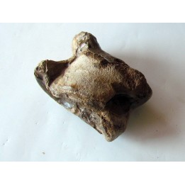 talus (ankle bone)  Bison priscus (8)