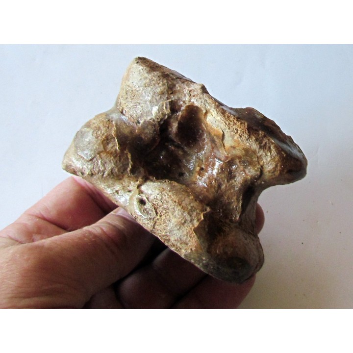 astragale de Bison priscus (8)
