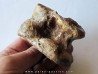 talus (ankle bone)  Bison priscus (8)