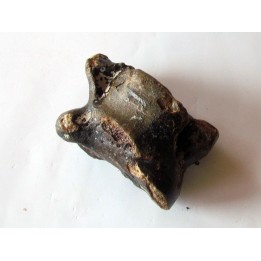 astragale de Bison priscus (9)