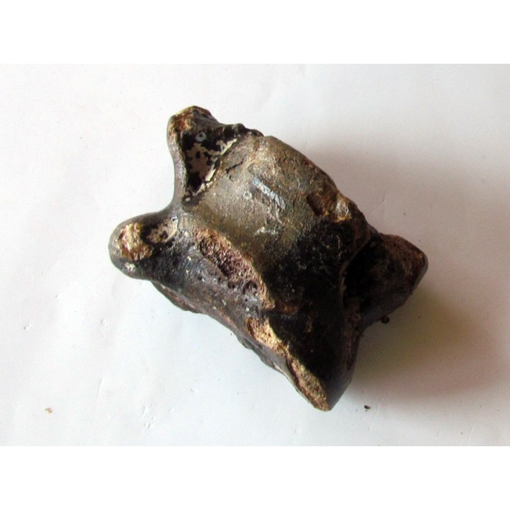 astragale de Bison priscus (9)