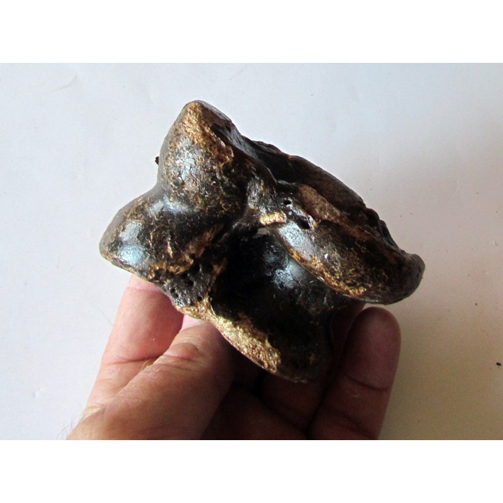 astragale de Bison priscus (9)