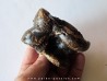 talus (ankle bone)  Bison priscus (9)