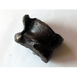 talus (ankle bone)  Bison priscus (10)