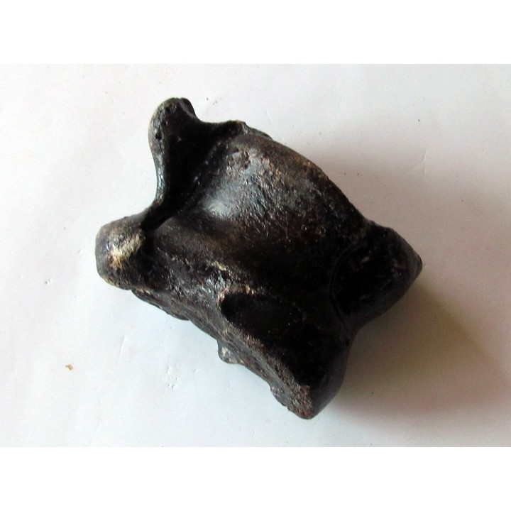 astragale de Bison priscus (10)