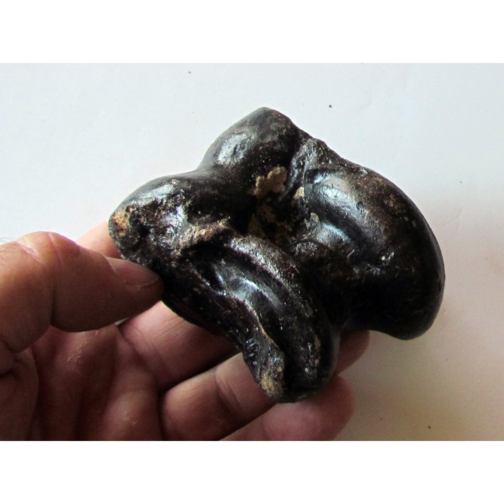 talus (ankle bone)  Bison priscus (10)