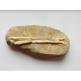 pterosaure bone: Alcione elainus