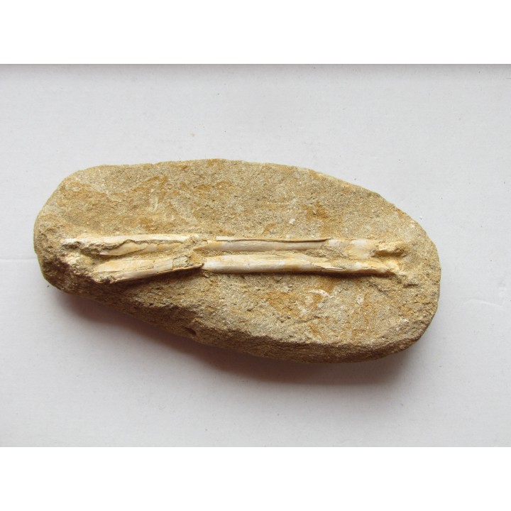 os de pterosaure : Alcione elainus