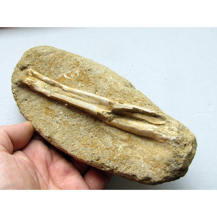 pterosaure bone: Alcione elainus