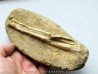 pterosaure bone: Alcione elainus