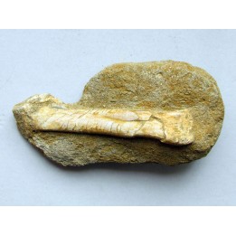 Os de pterosaure : Alcione elainus (2)